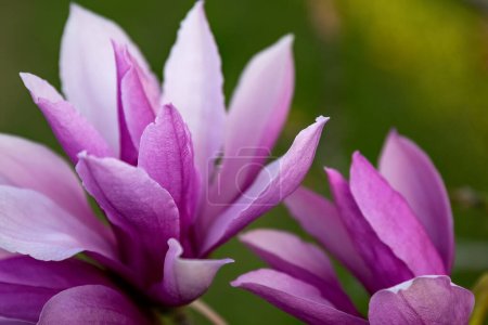 Photo for Magnolia liliiflora Nigra pink flower in the garden design. - Royalty Free Image