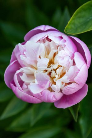 Téléchargez les photos : Paeonia officinalis ou fleur rose pivoine commune dans la conception du jardin. - en image libre de droit