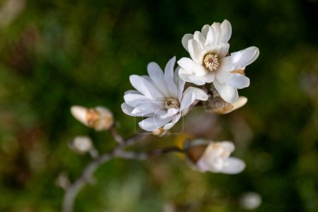 Photo for Magnolia stellata or star magnolia white flowers in the garden design. - Royalty Free Image