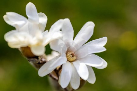 Photo for Magnolia stellata or star magnolia white flowers in the garden design. - Royalty Free Image