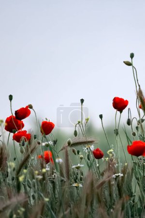 Téléchargez les photos : Papaveraceae ou fleurs rouges de la famille du coquelicot dans l'effet de peinture sur le terrain pour papier peint. - en image libre de droit