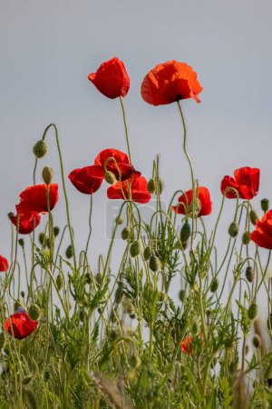 Téléchargez les photos : Papaveraceae ou fleurs rouges de la famille du coquelicot dans le papier peint du champ. - en image libre de droit