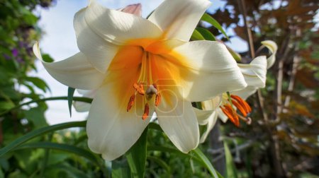 Foto de Tree Lily or Lilium Lavon yellow white flower in the garden design. - Imagen libre de derechos