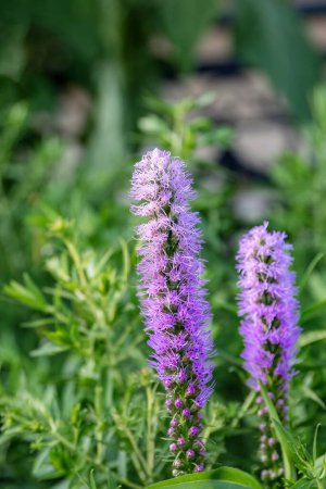 Téléchargez les photos : Liatris spicata or dense blazing star purple flower in the garden design. - en image libre de droit