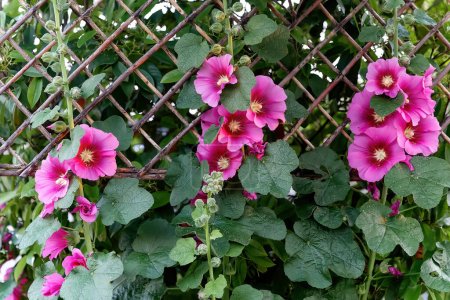 Téléchargez les photos : Alcea setosa ou rose vif hollyhock fleur haute dans la conception du jardin. - en image libre de droit