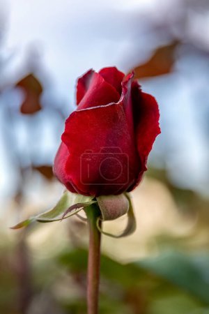 Téléchargez les photos : Rosa cinnamomea ou cannelle rose bourgeon rouge dans la conception du jardin. - en image libre de droit