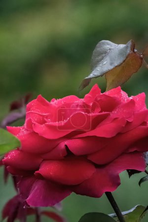 Téléchargez les photos : Rosa cinnamomea ou cannelle rose fleur rouge avec des gouttes de pluie dans la conception du jardin. - en image libre de droit