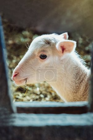 Foto de Sheep organic farming and lambing industry. - Imagen libre de derechos
