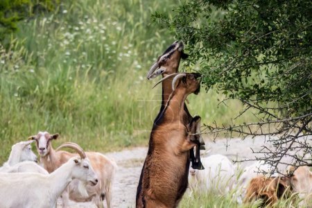 Foto de Un grupo de cabras pastando en el campo. - Imagen libre de derechos