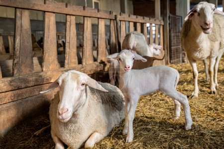 Foto de Sheep or lamb family organic farming and lambing milk industry. - Imagen libre de derechos
