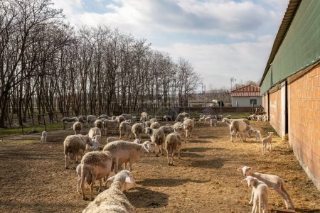 Foto de A flock of sheep in the paddock on a sunny day. - Imagen libre de derechos