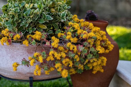 Téléchargez les photos : Sedum palmeri Watson fleur jaune dans le pot en céramique pour la conception de jardin. - en image libre de droit