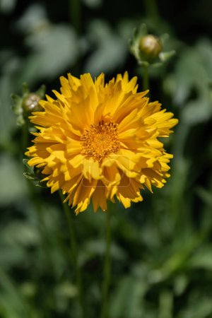 Photo for Coreopsis grandiflora or large-flowered tickseed yellow flowers in the garden design. - Royalty Free Image