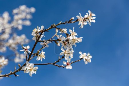 Téléchargez les photos : Fleurs d'amandier début printemps fleurs blanches avec un fond bleu ciel. Concept pour le printemps. - en image libre de droit