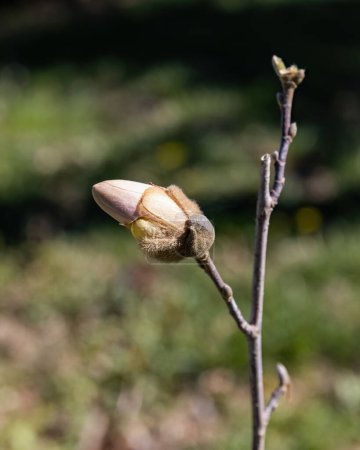 Photo for Magnolia stellata or star magnolia flower bud on the branch in the garden design. - Royalty Free Image