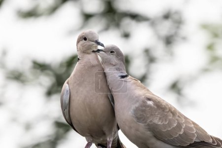 Téléchargez les photos : Couple de colombe à collier eurasien ou Streptopelia decaocto amoureux sur le fond vert, bonjour printemps. - en image libre de droit
