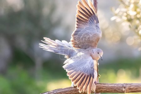 Téléchargez les photos : Couple de colombe à collier eurasien ou Streptopelia decaocto amoureux sur le fond vert, bonjour printemps. - en image libre de droit