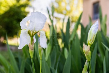 Iris albicans lange or cemetery iris, white beautiful flower in the garden design.