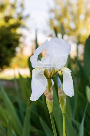 Foto de Iris albicans lange o cementerio iris, flor blanca hermosa en el diseño del jardín. - Imagen libre de derechos