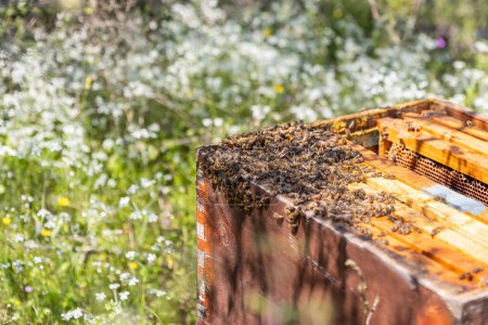 Foto de Una estructura hecha por el hombre para albergar un nido de abejas melíferas en los campos griegos. - Imagen libre de derechos