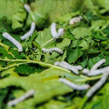Foto de Vista de cerca de Bombyx mori o gusanos de seda comiendo hojas verdes morera, cosecha y proceso de capullo de seda. - Imagen libre de derechos