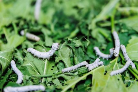 Close up view of Bombyx mori or silkworms eating mulberry green leaves, silk cocoon harvest and process.