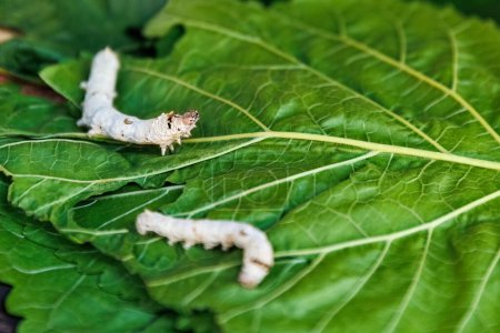 Foto de Vista de cerca de Bombyx mori o gusanos de seda comiendo hojas verdes morera, cosecha y proceso de capullo de seda. - Imagen libre de derechos