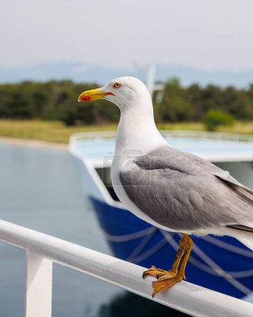 Téléchargez les photos : Mouette sur le bateau dans la mer Égée de Grèce, destination estivale et ciel bleu. - en image libre de droit