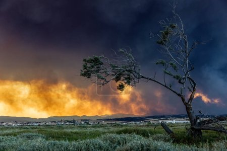 Téléchargez les photos : Incendie dévastateur à Alexandroupolis Evros Grèce, catastrophe écologique et environnementale, la fumée a couvert le ciel. - en image libre de droit