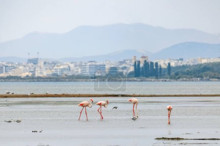 Téléchargez les photos : Un troupeau de beaux flamants roses marchant sur la plage d'Alexandroupolis Evros Grèce près du parc national du Delta Evros, migration hivernale. - en image libre de droit