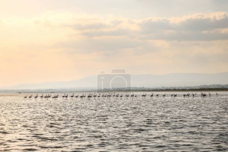 Téléchargez les photos : Un troupeau de belles silhouettes de flamants roses marchant sur la plage d'Alexandroupolis Evros Grèce, heure dorée couleurs du coucher du soleil. - en image libre de droit