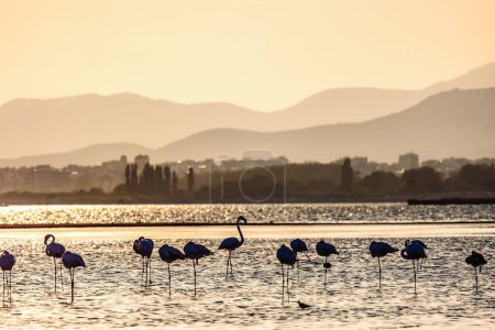 Téléchargez les photos : Un troupeau de belles silhouettes de flamants roses marchant sur la plage d'Alexandroupolis Evros Grèce, heure dorée couleurs du coucher du soleil. - en image libre de droit