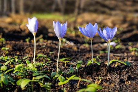Photo for Crocus pulchellus or hairy crocus early spring purple flower bouquet in the forest. - Royalty Free Image