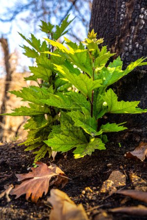 A green sprout after the wildfires in Evros region Greece, Parnitha, Evia, Euboea, Canada, Amazon.