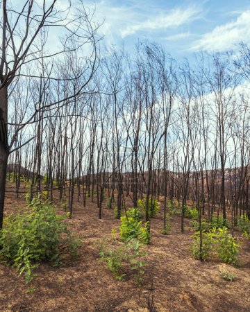 Ein grüner Spross nach den Waldbränden in der Evros-Region Griechenland, Parnitha, Evia, Euboea, Kanada, Amazonas.