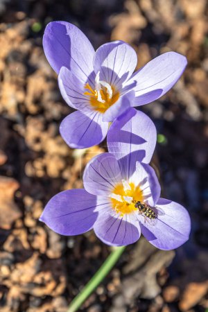 Photo for Macro shot of crocus pulchellus or hairy crocus early spring purple flower, yellow bee. - Royalty Free Image
