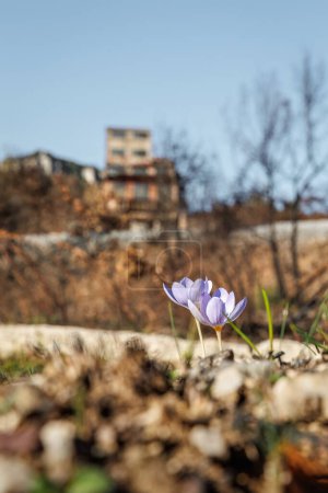 Crocus pulchellus or hairy crocus early spring purple flower after the wildfires, near zinc mines Kirki Evros Greece, nature reborn.