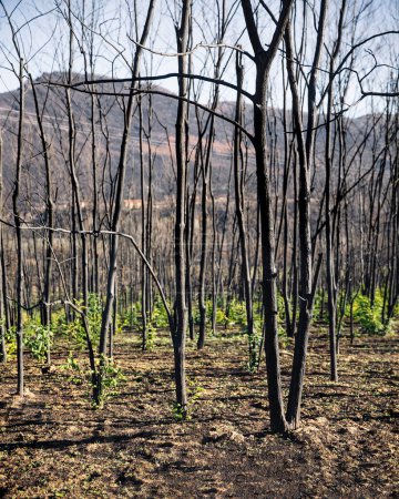 Un brote verde después de los incendios forestales en la región de Evros Grecia, Parnitha, Evia, Euboea, Canadá, Amazonas.