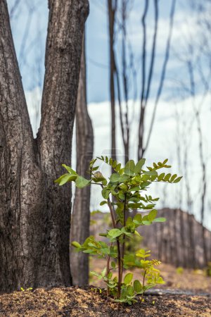 A green sprout after the wildfires in Evros region Greece, Parnitha, Evia, Euboea, Canada, Amazon, spring period.