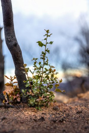 A small green reforested plant appears in the middle of the black soil of a burned area in Evros region Greece, Parnitha, Evia, Euboea, Canada, Amazon.
