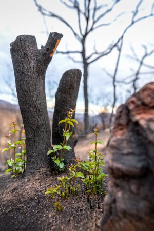 A small green reforested plant appears in the middle of the black soil of a burned area in Evros region Greece, Parnitha, Evia, Euboea, Canada, Amazon.