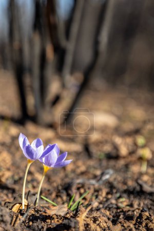 Crocus pulchellus or hairy crocus early spring purple flower after the wildfires, nature reborn.