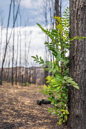 Ein grüner Spross nach den Waldbränden in der Evros-Region Griechenland, Parnitha, Evia, Euboea, Kanada, Amazonas.