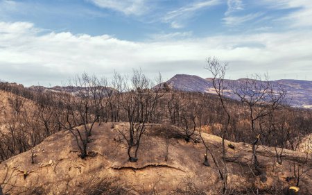 Devastating wildfire in Alexandroupolis Evros Greece, ecological and environmental disaster, Parnitha, Evia, Euboea, Canada, Amazon.
