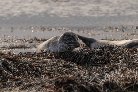 Photo for Seal specimen on the Icelandic beach - Royalty Free Image