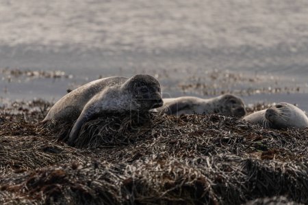 Photo for Seal specimen on the Icelandic beach - Royalty Free Image