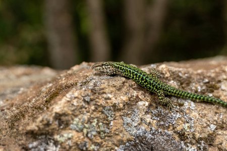 Photo for Sardinia, San Pietro Paradiso, small lizard with curious gaze - Royalty Free Image