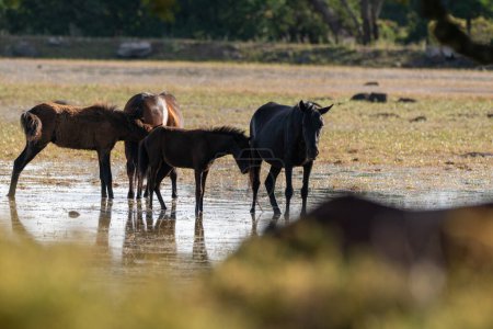 Téléchargez les photos : Sardaigne, Giara, Petit cheval du Parc Giara - en image libre de droit