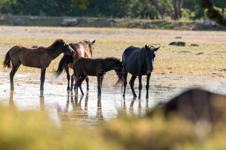 Téléchargez les photos : Sardinia, Giara, Small horse of the Giara Park - en image libre de droit