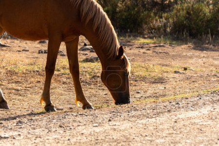 Photo for Sardinia, Giara, Small horse of the Giara Park - Royalty Free Image
